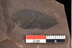 Foto (Detailsansicht) von Quercus palaeoilex Ettingshausen (NHMW-GEO-2024-0188-0798)